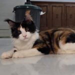 Penelope Featherington