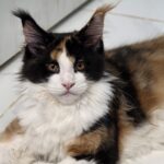 Penelope Featherington