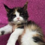 Penelope Featherington
