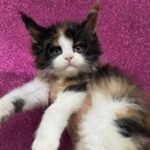 Penelope Featherington