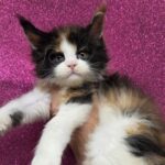 Penelope Featherington