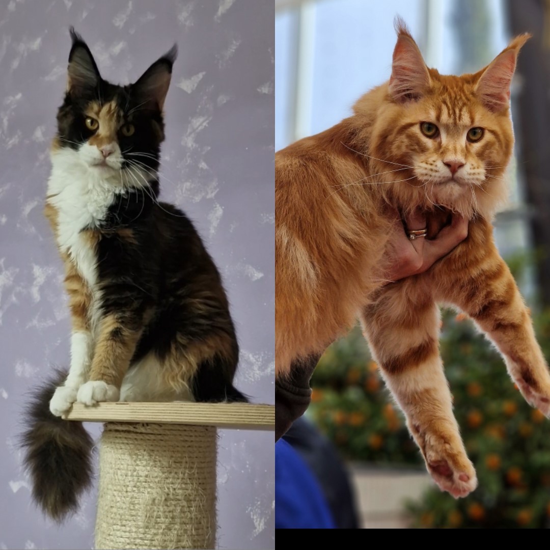 Cucciolata Lucinda di Elinor Woods x Justcoons Luxemburg