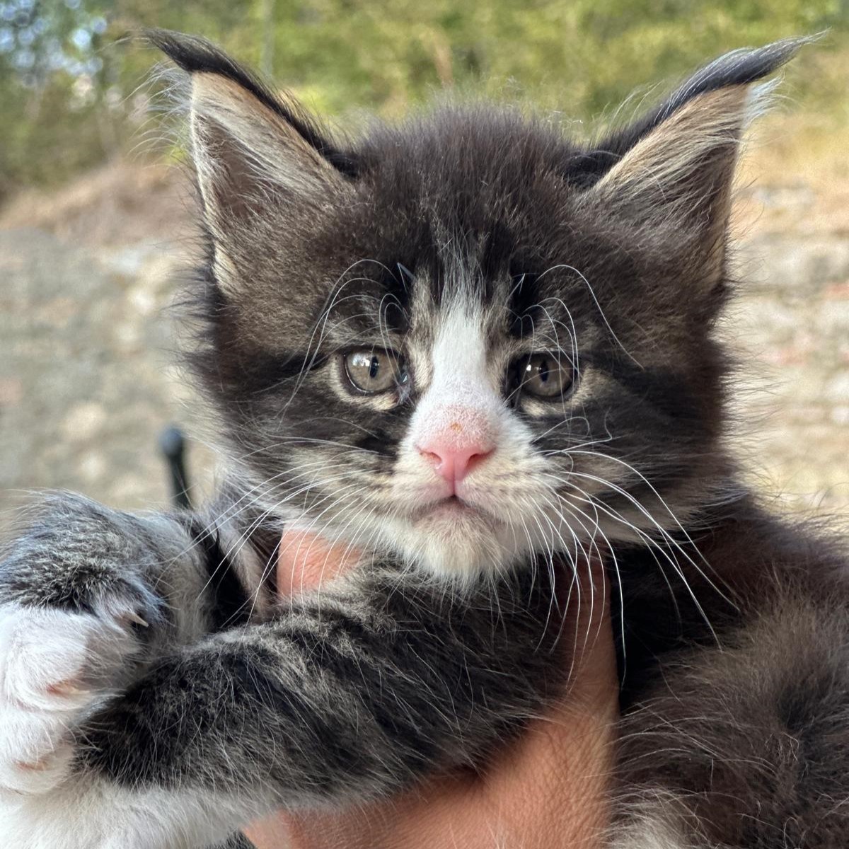 cucciolo femmina maine coon brown tabby con bianco