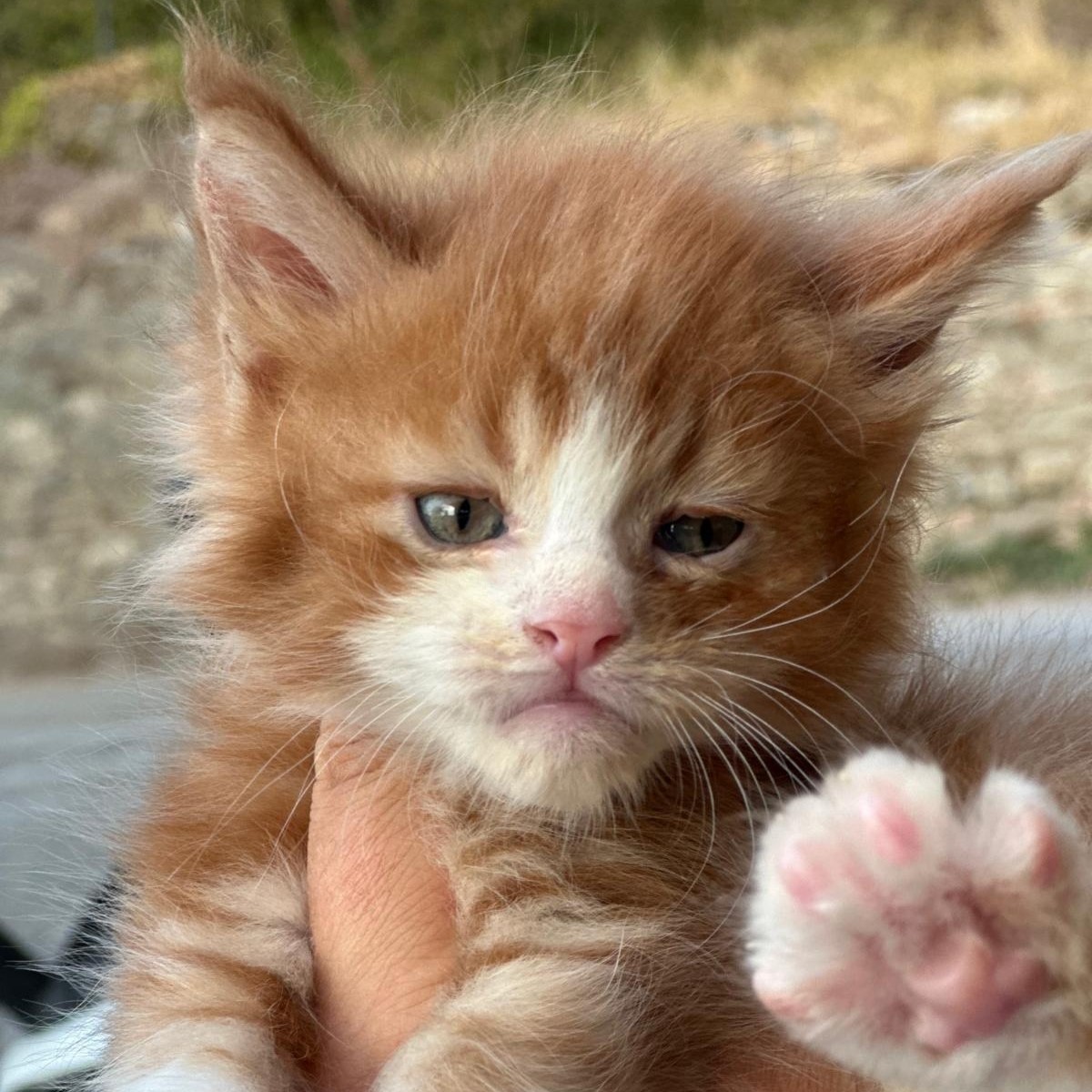 Cucciolo maine coon rosso con bianco di nome Pikachu
